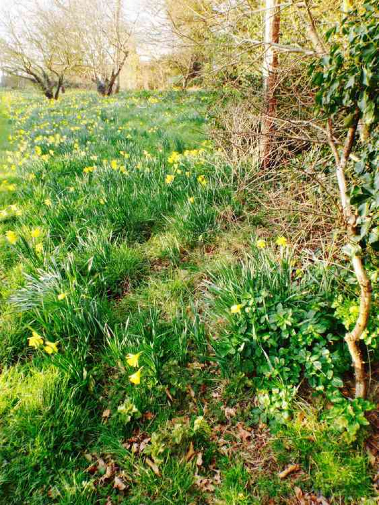 Daffodils brightening up the day