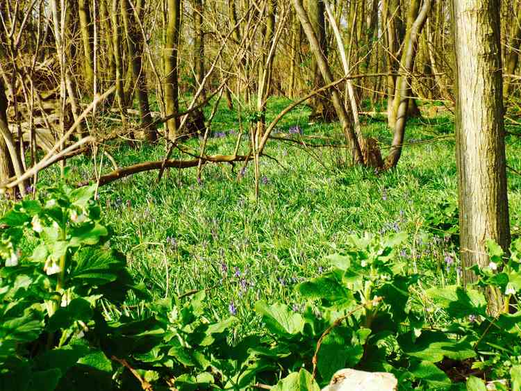 Bluebells in Freston Wood