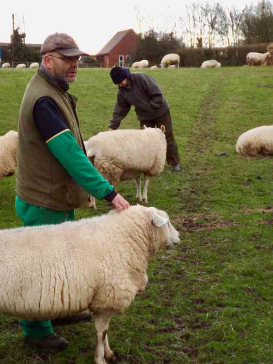 Phil Colwill sheep breeder and arable farmer