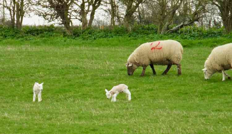 Lambs exploring their home