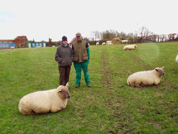 Phil Colwill and Sandra Harvey with their pregnant ewes