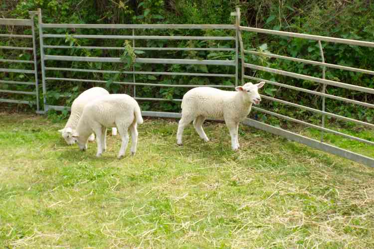 Last year's lambs at Pond Farm