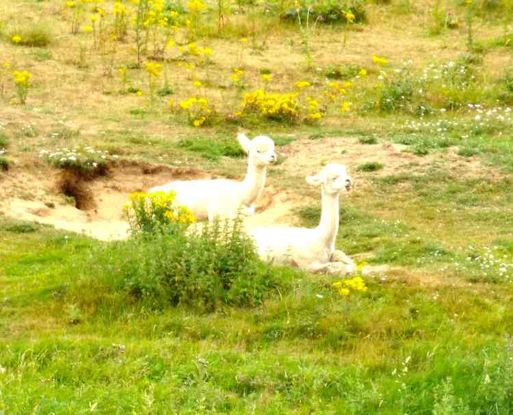 Alpacas on the Shotley peninsula