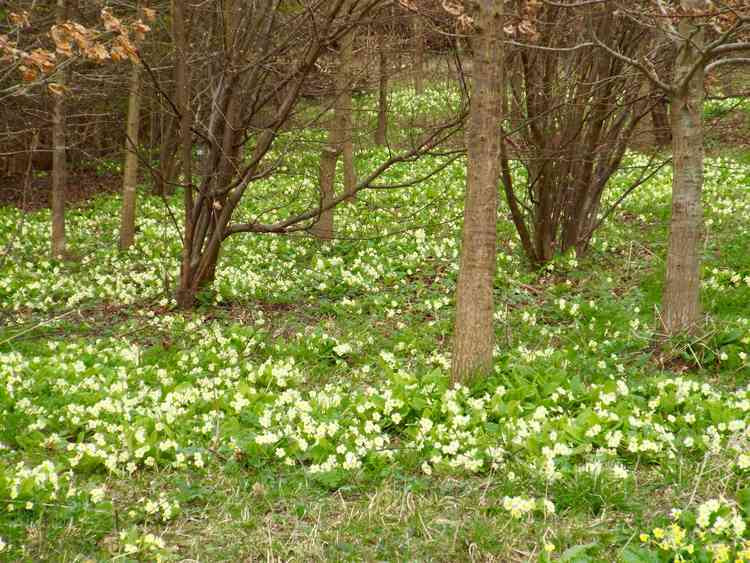 Blanket of primroses adorn Golden Wood (click arrows to the right for more pictures)