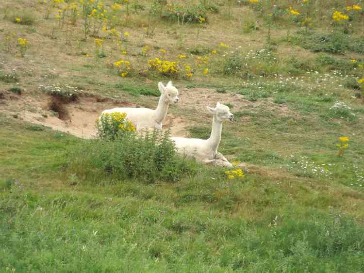 Alpacas