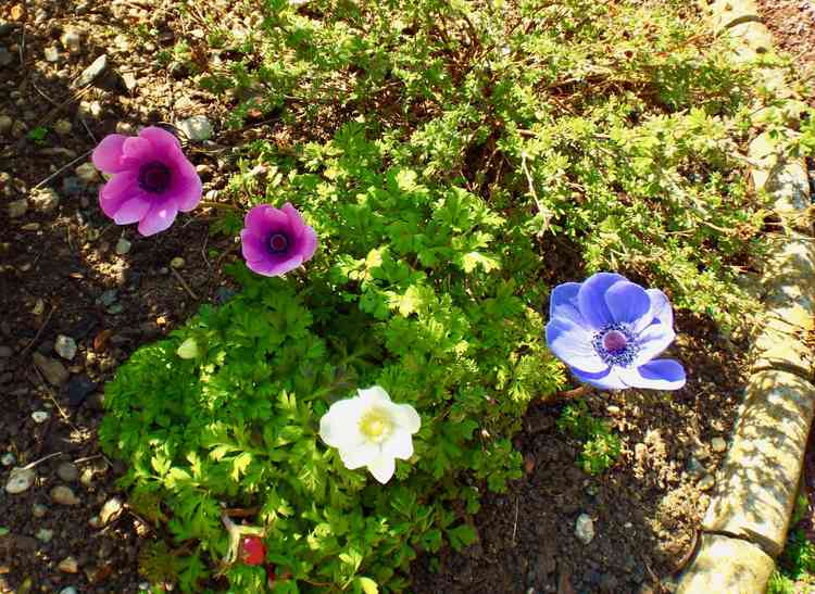 Lovingly planted, flowers now blossoming