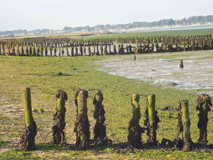 Shotley marshes, part of the Suffolk Coast & Heaths AONB