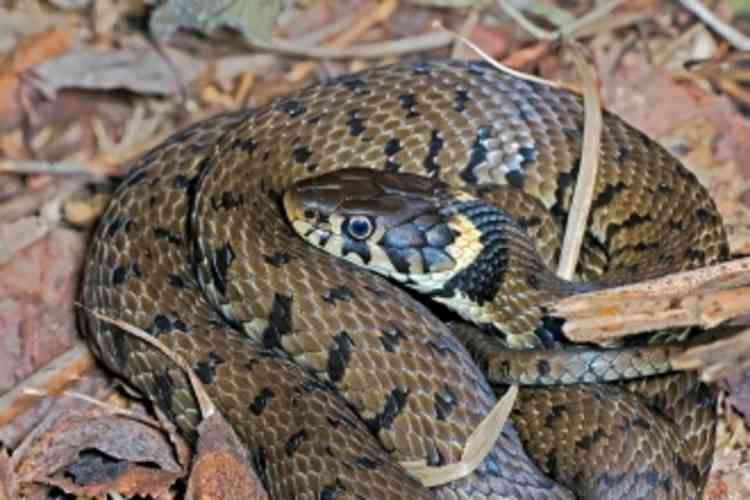 Grass snakes are among reptiles being protected at Ganges