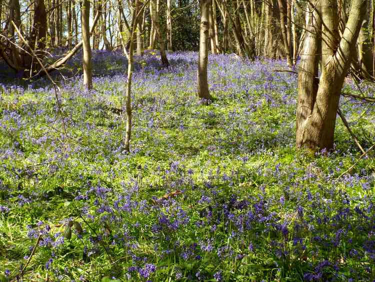 Bluebells on display