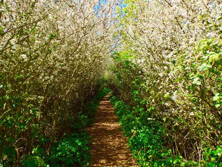 Blossom arch, Marsh Lane