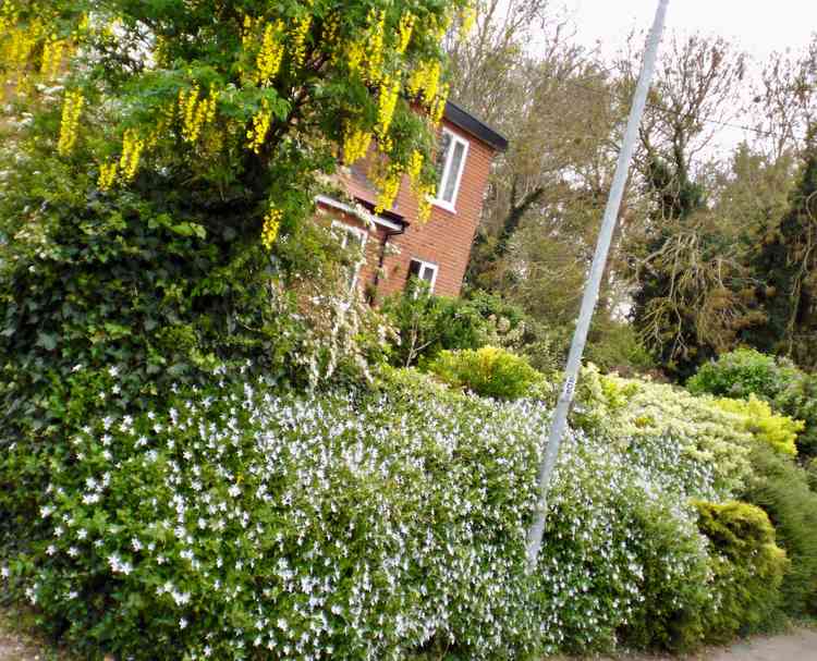 Lovely hedge on the peninsula at the start of National Gardening Week