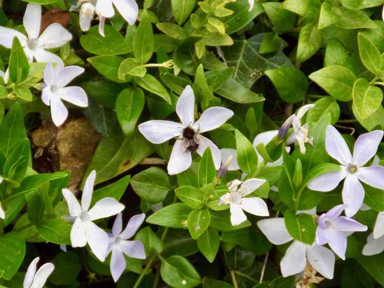 This bee is enjoying breakfast on the peninsula