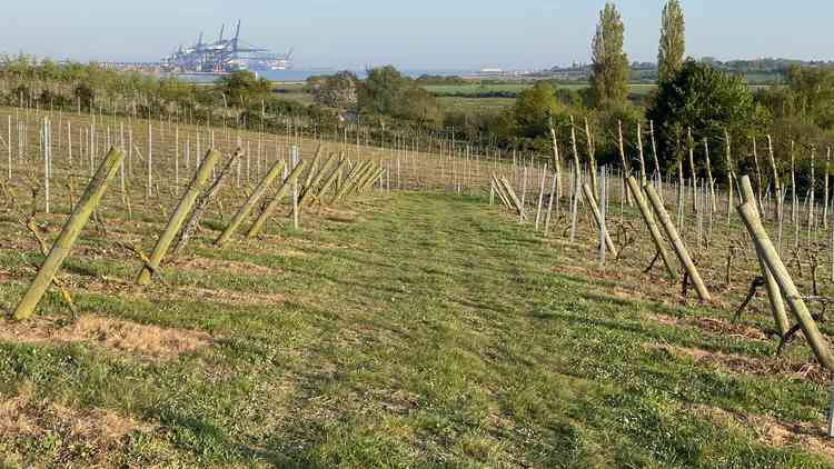 Shotley vineyard over-looking the river Orwell towards Felixstowe Docks