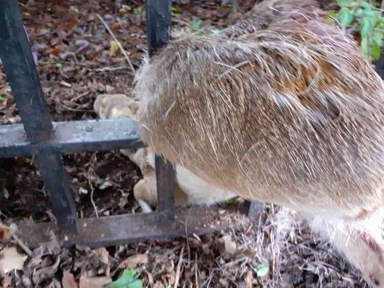 RSPCA officer tried to save deer trapped in Ganges fence