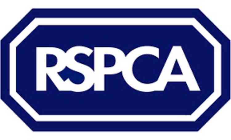 Animal rescue charity RSPCA stretched during lockdown