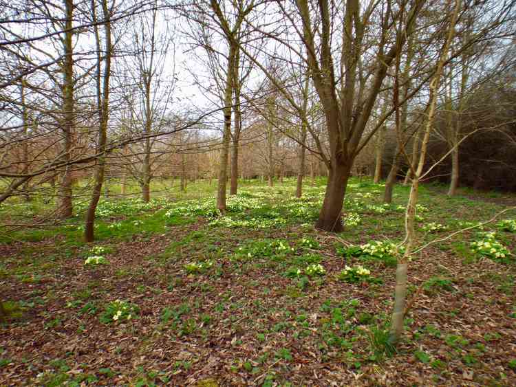 Some Trees For Life dedicated to peninsula new-borns were planted at Golden Wood.