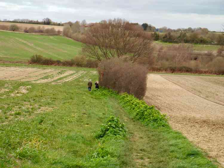 Viking Project that manage Golden Wood work with Babergh