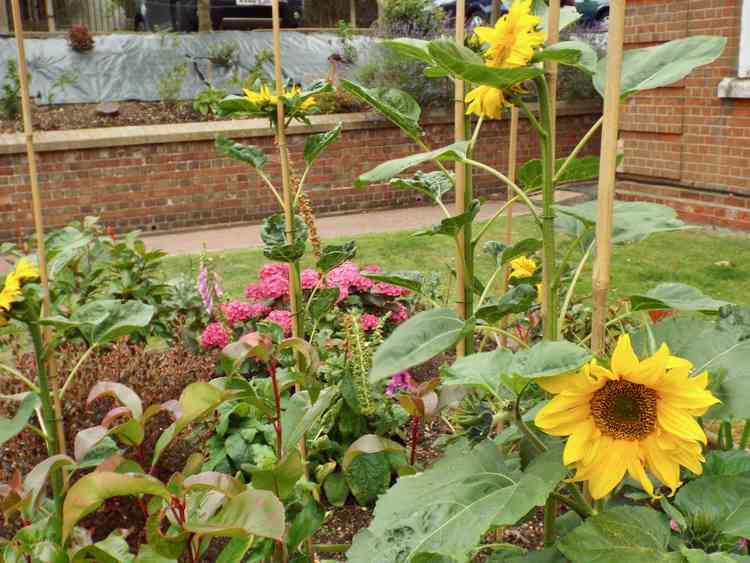 Sunflowers in a communal garden