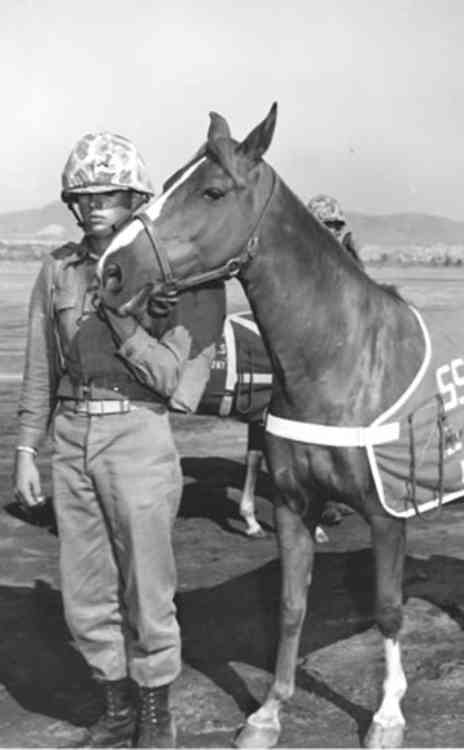 Sgt Reckless PDSA Dickin medal winner