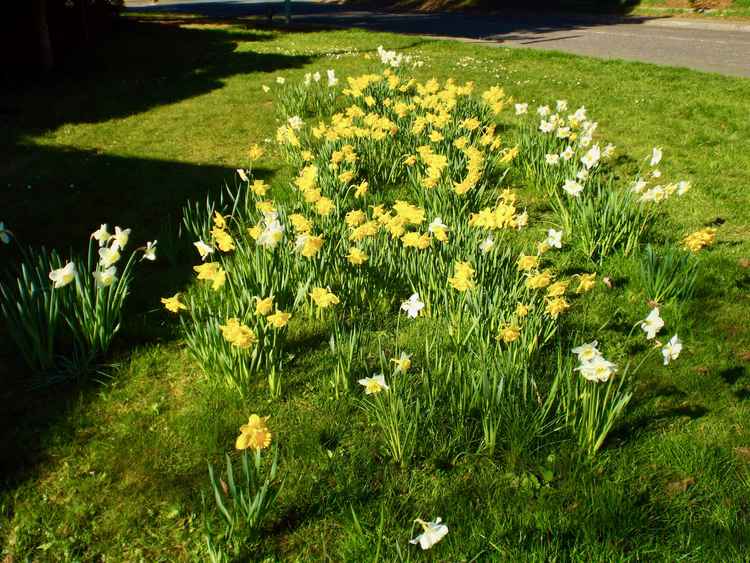 Daffs from last year