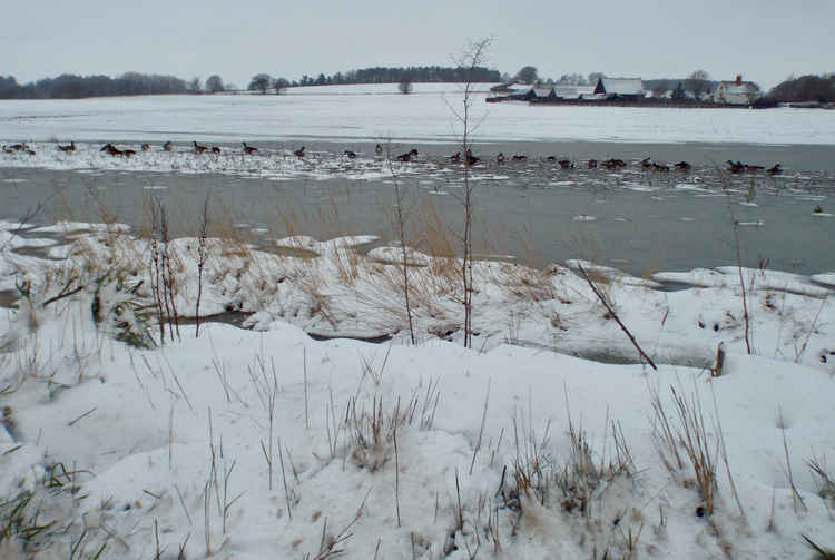 Geese feeding on frozen field pond