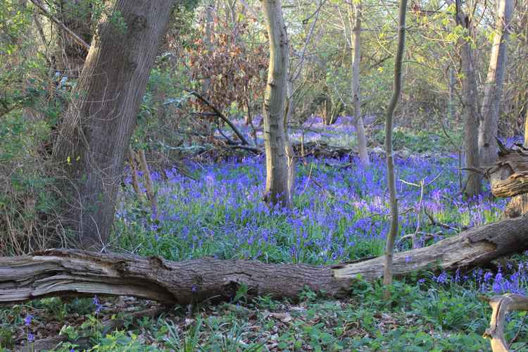 Bluebells in Shotley