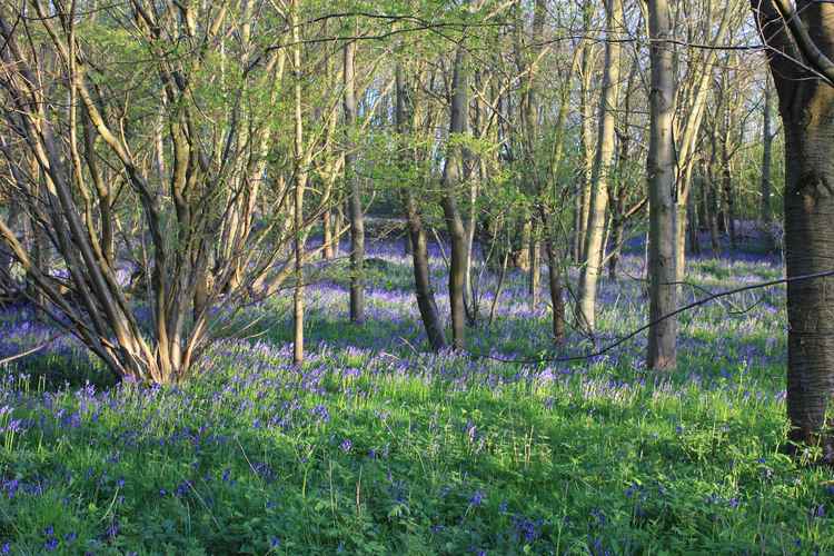 Bluebell secret location