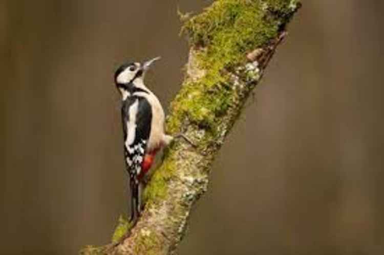 Woodpecker in peninsula woods