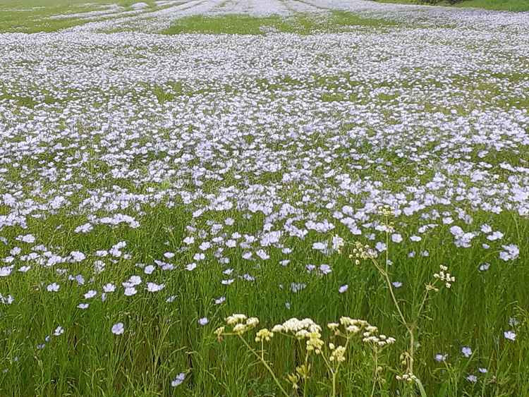 Field of purple flowered Linseed
