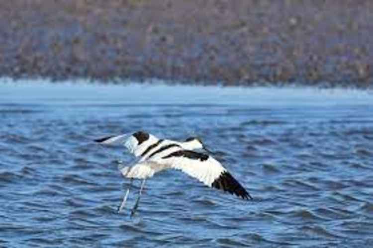 Avocets's at the Strand today