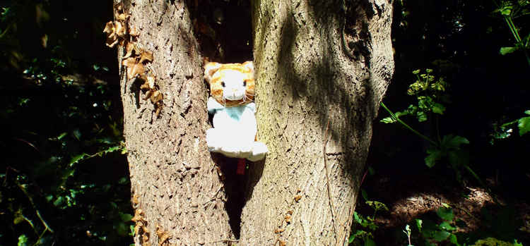 Mystery of lion stuffed in tree