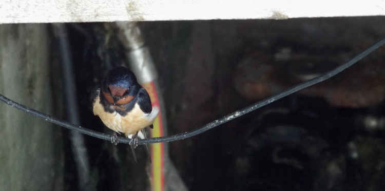 Barn swallow in among hydraulics at Shotley marina lock