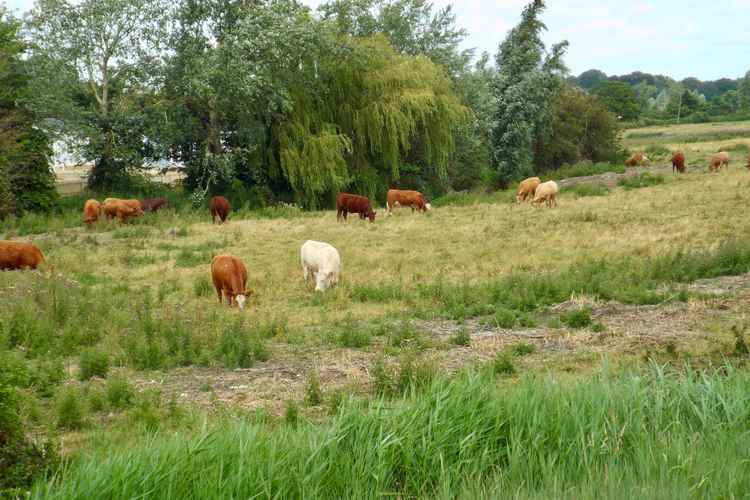 Careful of cattle