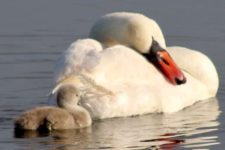 Swan with babe (picture credit: Nub News reader Julie Deer)