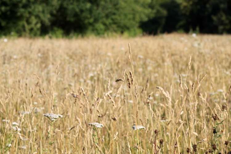 Wheat on the peninsula (picture credit: Julie Deer)