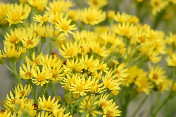 Ragwort at Alton Water (Picture credit: Julie Deer)