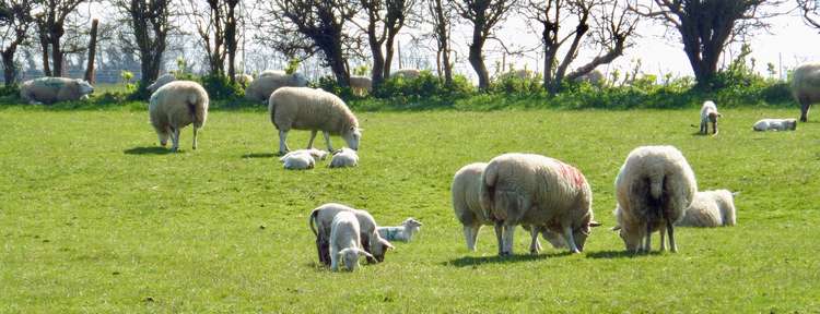 Sheep can die of fright (Nub News library picture)