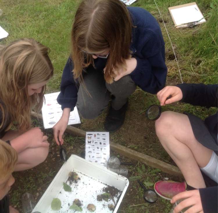 Year 6 Shotley Primary pupils identify invertebrates caught in pitfall traps before representing the data mathematically.