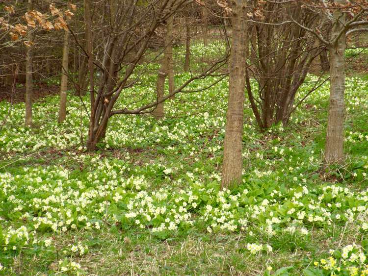 Shotley's Golden Wood