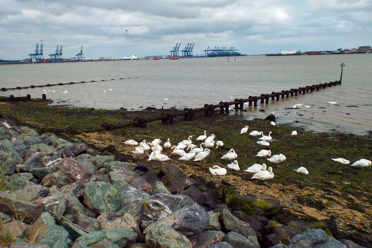 Swans near to sewage pipe into the Stour