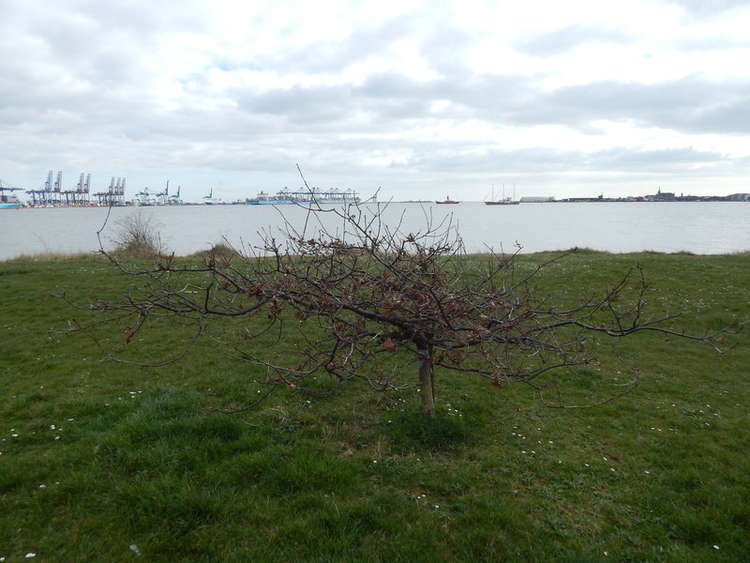 Small Oak Tree in Shotley Gate - Credit: Hamish Griffin - geograph.org.uk/p/3966194