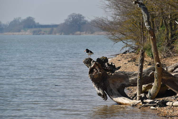 Oystercatcher on the shore at Erwarton Ness - Credit: Simon Mortimer - geograph.org.uk/p/6818141