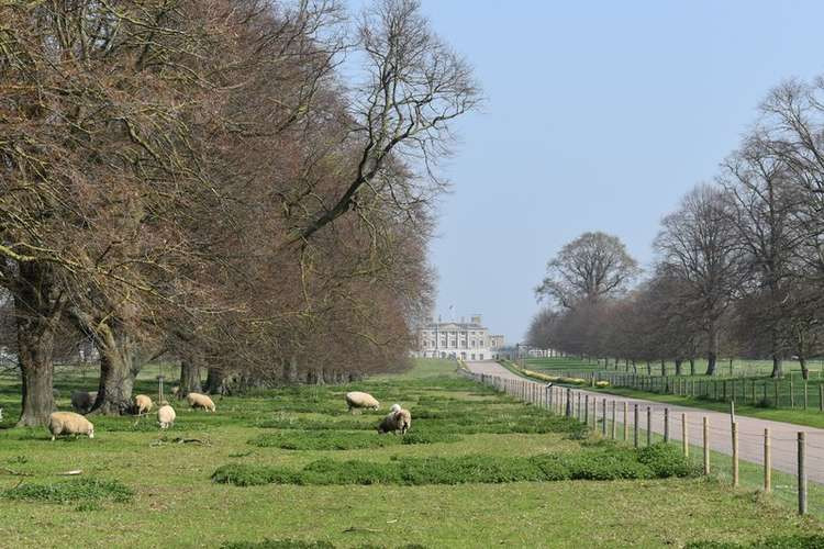 Sheep grazing on Nelson's Avenue - Credit:  Simon Mortimer - geograph.org.uk/p/6108009