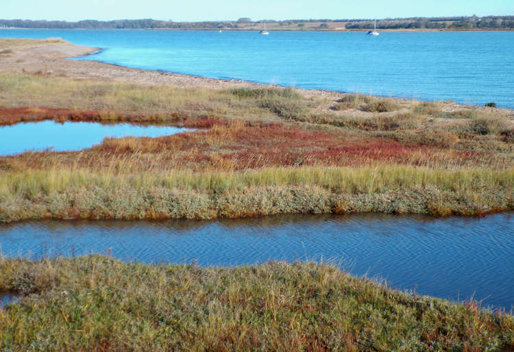 Oystercatchers on the marshes near Shotley Marina