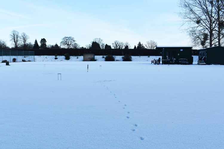 Signs of a fox on the lawns during lockdown Signs of a fox on the lawns during lockdown