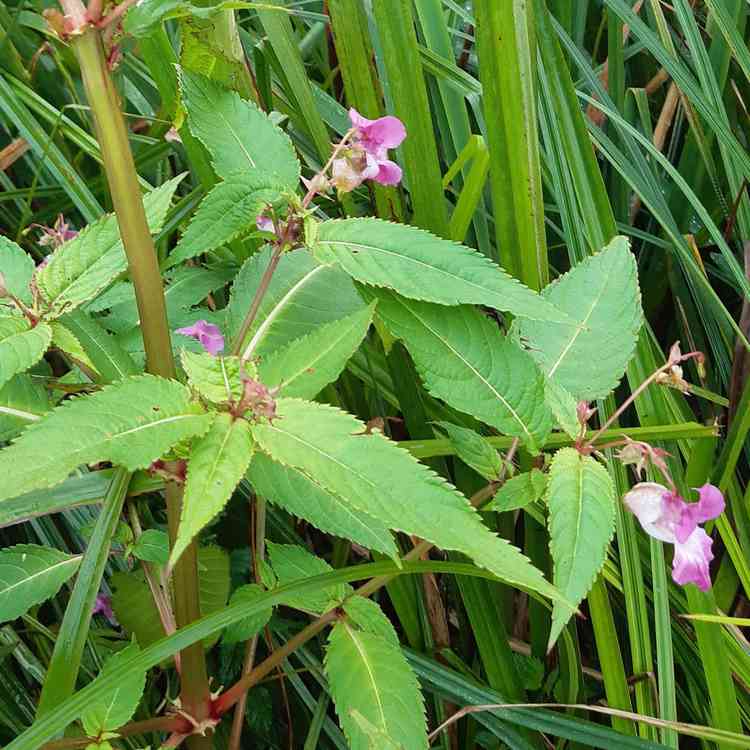 The working party is planning to curtail the growth of the Himalayan Balsam