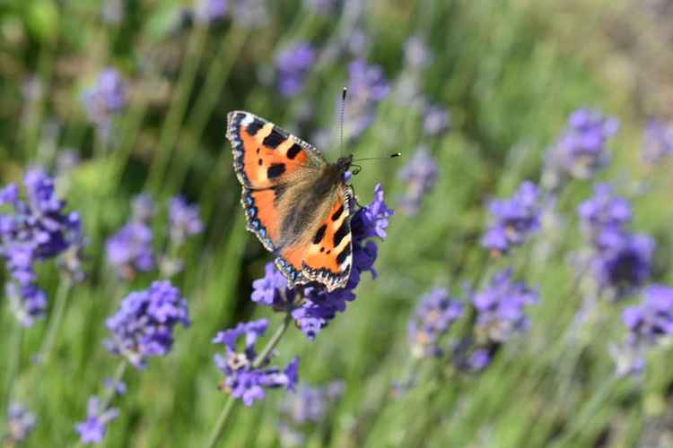 The garden has gone from not having much insect life to hosting five varieties of butterflies