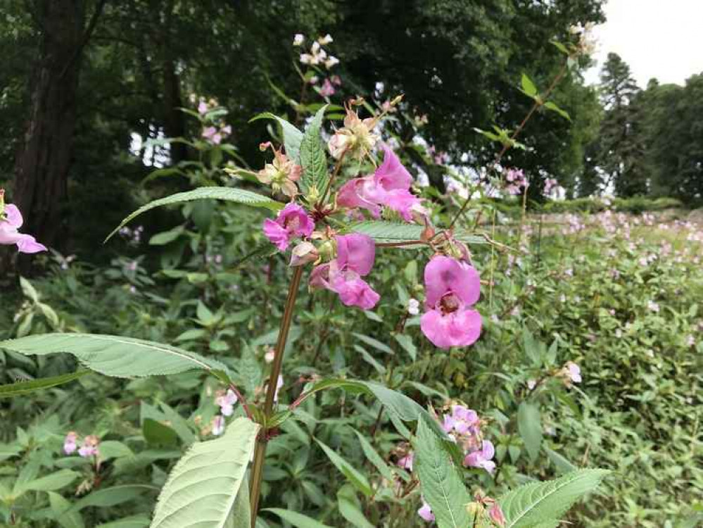 Himalayan Balsam can grow up to 2.5m high from seed in a single  season