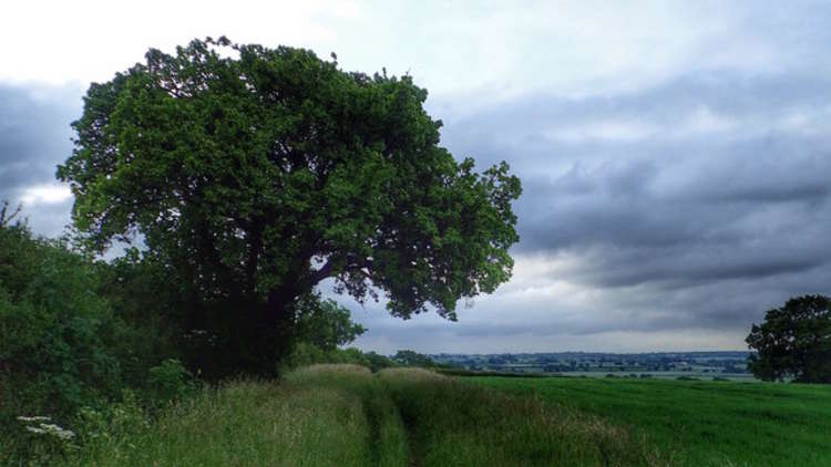 The 250 year old Cubbington Pear Tree was the 2015 Tree of the Year, and is due to be cut down as part of the HS2 works (Mike Garratt via geograph.org.uk)