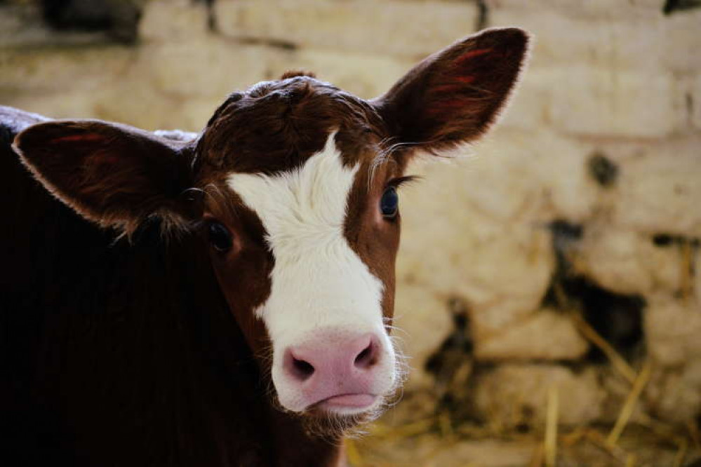 The cattle were owned by Mr Ewan Wells, a tenant farmer residing on a farm on Main St. Hunningham